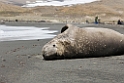 Elephant seal.20081113_3851